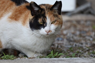 野良猫