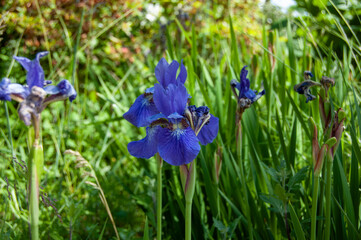 blue iris flower