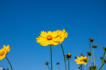 yellow flowers on sky