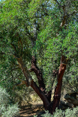 Fototapeta premium Quercus suber, commonly called the cork oak, is the primary source of cork, Sierra Madrona, Fuencaliente, Ciudad Real Province, Spain