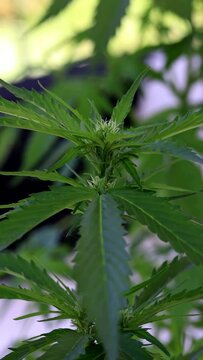 Marihuana Cannabis Bl&uuml;te Makro Aufnahme 
