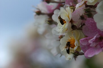 Bienen in Rosenblüten