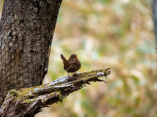 森の中で枯れ木に留まっているミソサザイ
