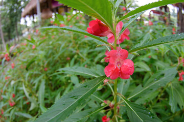Red Flowers in Lush Green Garden