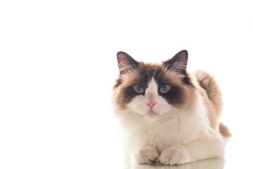 Beautiful young healthy Ragdoll cat on a white background.