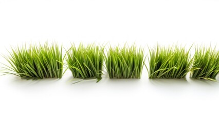 bunches of green grass with sharp, narrow leaves that are lighter at the tips and darker at the base. they are placed on a plain white background, which emphasizes their bright color