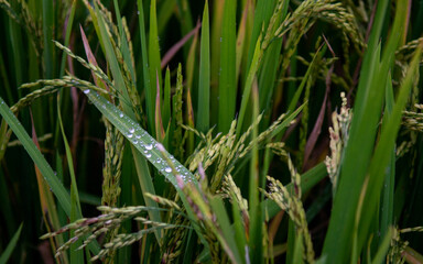Mu Cang Chai terraced fields, Yen Bai, Vietnam