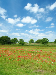 初夏の江戸川河川敷のポピー畑風景