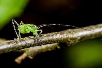 Kleines Insekt auf einem ast