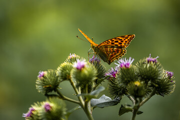 Schmetterling auf einer Weg-Distel