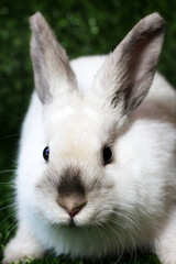 Beige colored dwarf domestic rabbit, pet