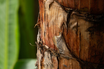 A tree trunk with a small insect on it. The insect is brown and has a fuzzy appearance