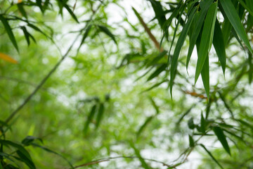 A tree with green leaves and a blurry background