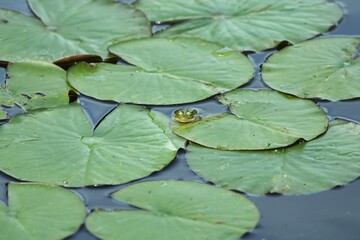 green water lily leaves lake water and green frog in between them close up