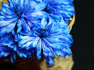 Obraz premium Blue chrysanthemums in a wicker wooden basket, a beautiful bouquet