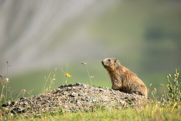 Side view of a mountain marmot ( Murmeltier) in the Swiss Alps, during summer. The animal is sitting on the entrance of his nest. Wildlife picture, Mountains around Arosa, Switzerland. Copy space