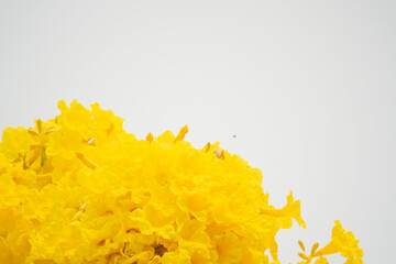 A bunch of yellow flowers with a white background