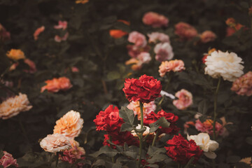 A bunch of flowers with a red rose in the middle. The flowers are of different colors and sizes