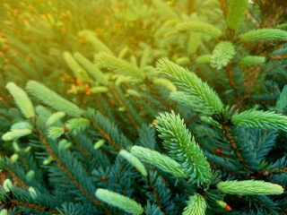 Blue spruce twig. Fir tree or spruce buds. Young green sprouts fir tree twig needles. Fresh growing fir twig sprouts, spruce branch in spring forest. Pine sprouts in sunlight on coniferous background