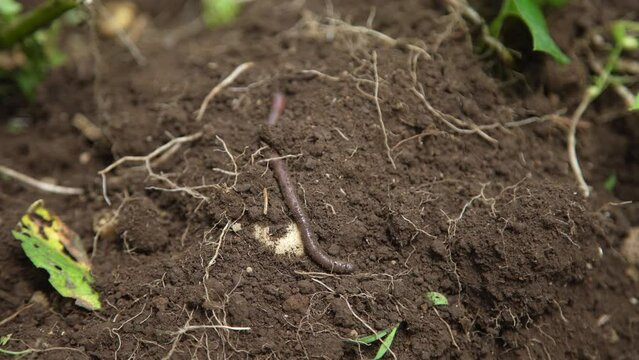 	土を這うミミズ