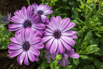 Fototapeta premium flowers osteospermum purple close-up