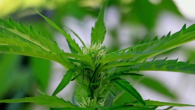 Marihuana Cannabis Bl&uuml;te Makro Aufnahme 