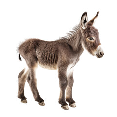 Fototapeta premium Adorable young donkey foal standing isolated on white background. Cute baby animal photography perfect for farm and wildlife themes.