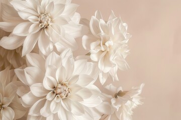 A close-up photograph capturing the delicate beauty of white dahlias against a soft pink backdrop