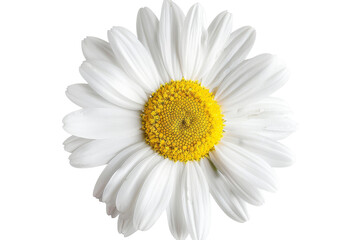 A white daisy with a vibrant yellow center, isolated on transparent background, showcasing its natural beauty and simplicity.