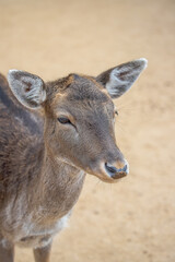 Close up of head of brown reddish female deer with beautiful eyes, long eye lashes and big ears, blurry background