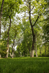 Obraz premium green grass and trees in the park