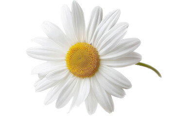 Fototapeta premium A single white daisy flower with a yellow center on a transparent background, perfect for floral and nature-themed designs.
