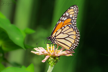 Monarch butterfly