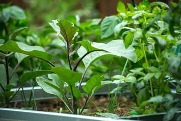 eggplant in the garden, a young plant without fruits