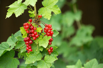 red currant berries on a branch