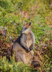 Australian kangaroo, a wallaby, stands among green bushes. Cute animal in nature. Close-up