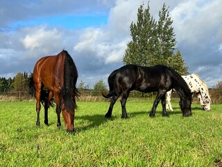 three beautiful shiny horses grazing on a meadow in a pasture