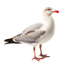 Obraz premium A seagull standing with a white and gray plumage, red beak, isolated on transparent background cutout