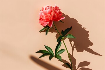A single pink peony flower with long stem and green leaves against a light tan background