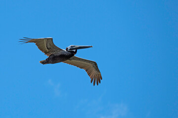 Brown Pelican with outstretched wings flying in a clear blue sky.
