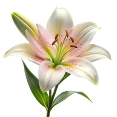 Naklejka premium A pink lilly flower isolated on transparent background.