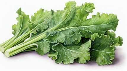A watercolor of kale clipart, isolated on white background