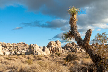 A Joshua Tree National Park landscape shot, taken on a winter afternoon.