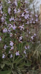 Abeille cueillir des fleurs