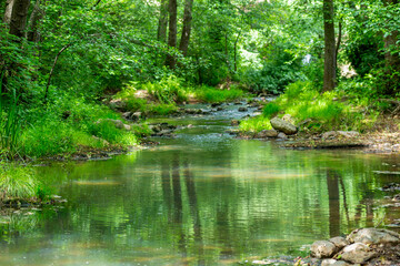 Rivière dans une forêt