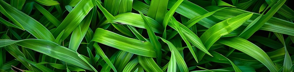 Obraz premium A close-up shot of vibrant green grass blades, showcasing their intricate texture and natural beauty