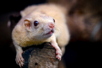 Closeup of a White squirrel