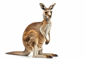 Fototapeta premium Close-up of a kangaroo