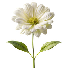 Fototapeta premium Elegant white daisy flower on transparent background