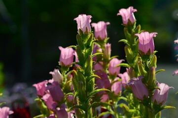 カンパニュラ・メディウム（風鈴草）